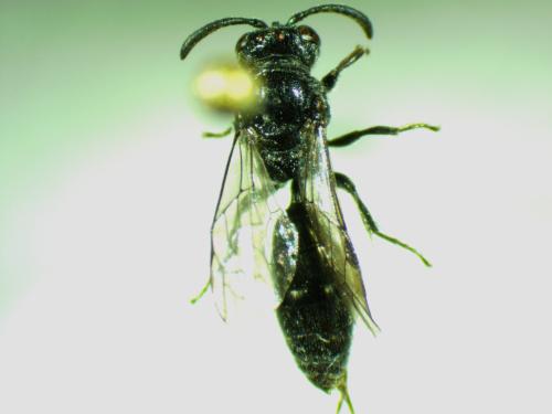 Psenulus sp.